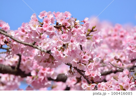 安行寒桜(大寒桜) 安行寒桜(大寒桜) 100416085