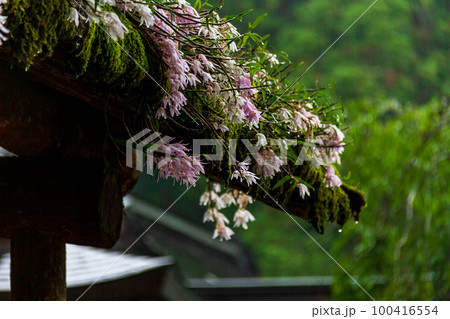 静岡県周智郡森町一宮　小國神社と境内の風景 100416554