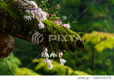 静岡県周智郡森町一宮 小國神社と境内の風景 静岡県周智郡森町一宮 小國神社と境内の風景 100416579
