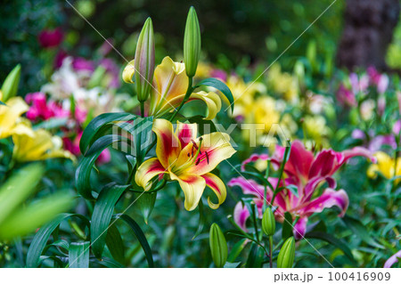 静岡県袋井市久能　可睡斎（東陽軒）ゆり園の風景 100416909