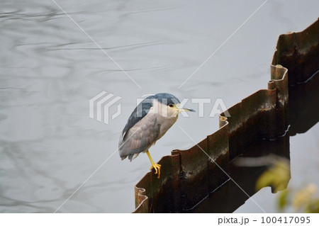 ゴイサギ 100417095