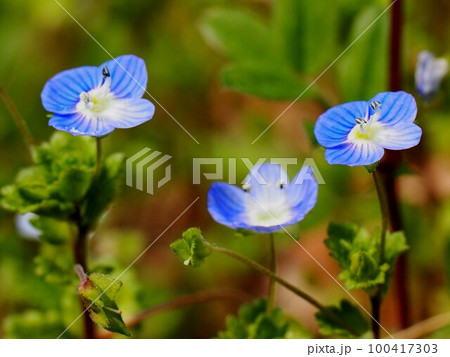三輪の青いオオイヌフグリ(星の瞳)の花 三輪の青いオオイヌフグリ(星の瞳)の花 100417303