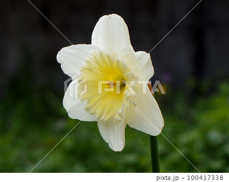 日かげに咲いた白い水仙の花のクローズアップ 日かげに咲いた白い水仙の花のクローズアップ 100417338