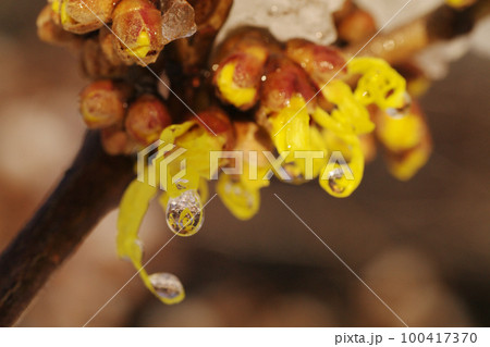 雪の中マンサク（まんさく,万作,満作,春告げ花）の花弁が面白い 100417370