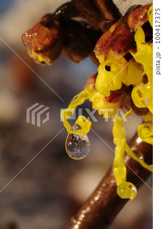 雪の中マンサク（まんさく,万作,満作,春告げ花）の花弁が面白い 100417375