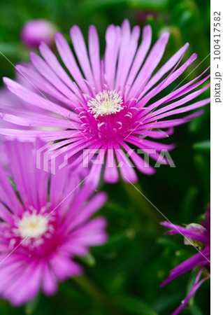 マツバギク 100417582