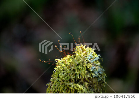 森林のコケ 井原山 風景 素材 森林のコケ 井原山 風景 素材 100417950