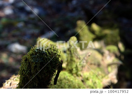 森林のコケ　井原山　風景　素材 100417952