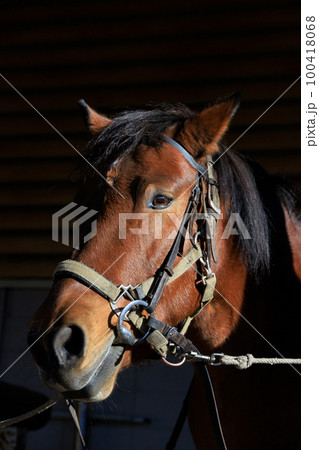 信州の木曽馬。日本の在来馬で広大で豊かな自然の中で生息している 信州の木曽馬。日本の在来馬で広大で豊かな自然の中で生息している 100418068