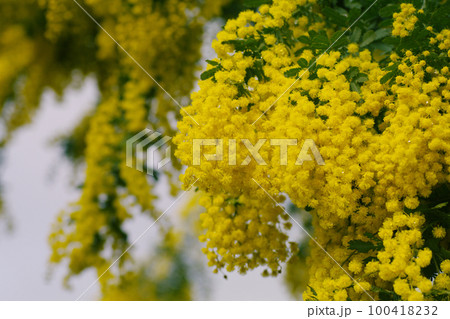 ミモザの黄色い小花の花弁が可愛い 100418232