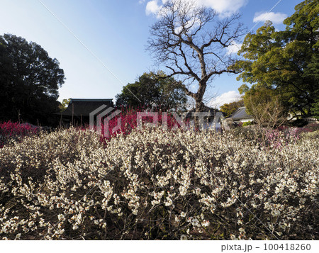 【高解像度】道明寺天満宮梅園の梅の花 【高解像度】道明寺天満宮梅園の梅の花 100418260