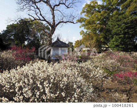 【高解像度】道明寺天満宮梅園の梅の花 100418261