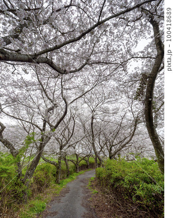 亀の瀬の桜並木 100418689