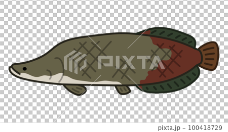 Pirarucu Pirarucu 100418729