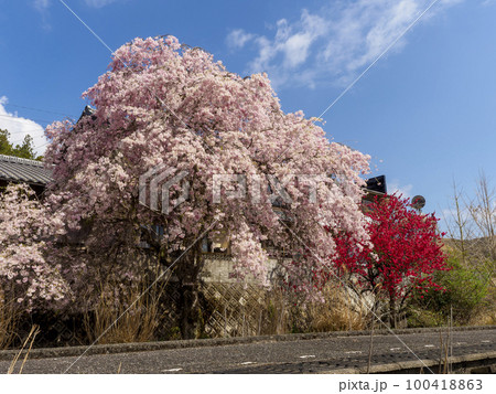 駅に咲く枝垂れ桜と桃の花 100418863
