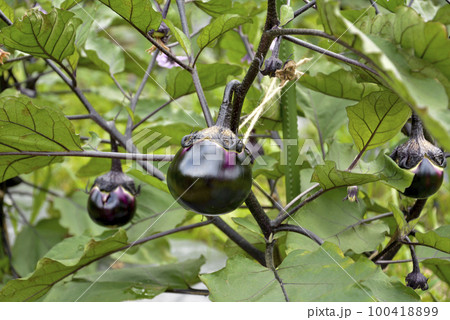 ナス畑 ナス畑 100418899