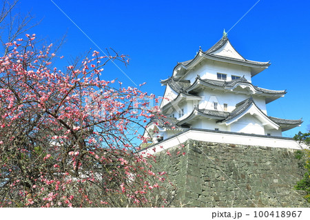 【三重県】満開の梅と伊賀上野城 100418967