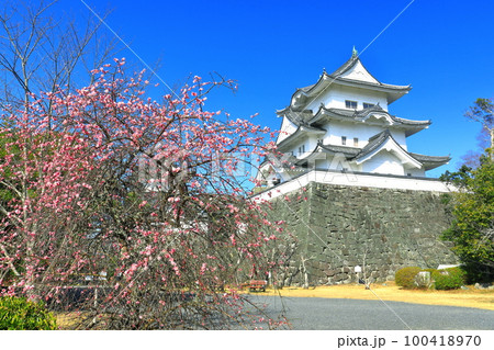 【三重県】満開の梅と伊賀上野城 100418970