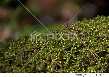 コケ　井原山登山の風景　背景 100419147