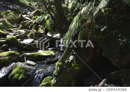 コケのある渓谷登山　井原山　風景 100419160