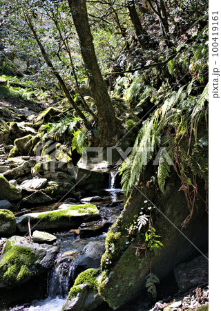 コケのある渓谷登山　井原山　風景 100419161