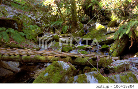 コケのある渓谷登山 井原山 風景 コケのある渓谷登山 井原山 風景 100419304