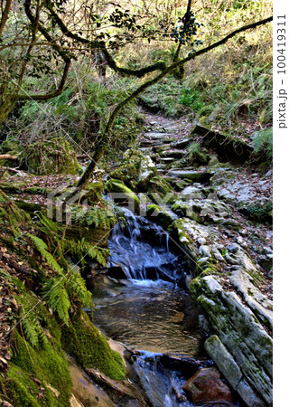 コケのある渓谷登山 井原山 風景 コケのある渓谷登山 井原山 風景 100419311
