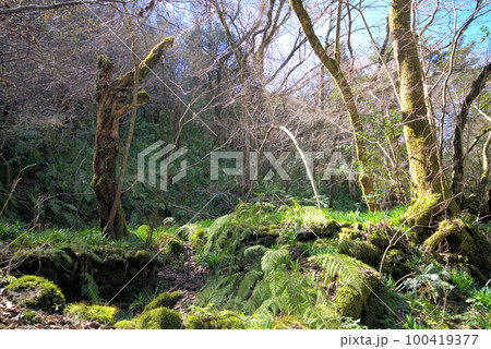 コケのある渓谷登山　井原山　風景 100419377