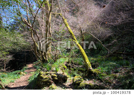 コケのある渓谷登山　井原山　風景 100419378