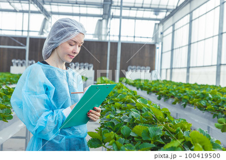modern farmer planting strawberry farm in roof top greenhouse with clean hygiene controlled environment agriculture 100419500
