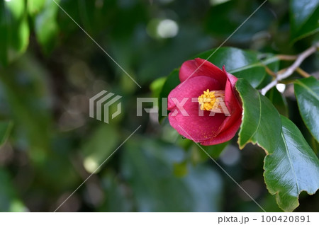 ヤブツバキの花 100420891