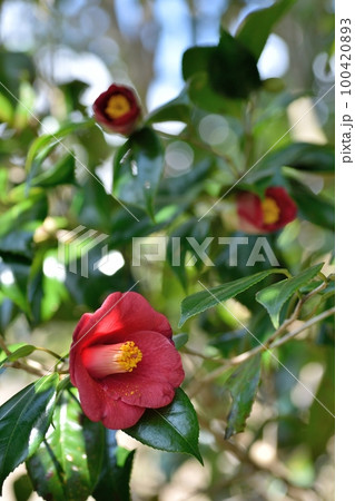 ヤブツバキの花 100420893