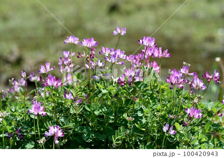 レンゲの花 レンゲの花 100420943