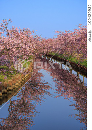 笠松河津桜ロード 100420989