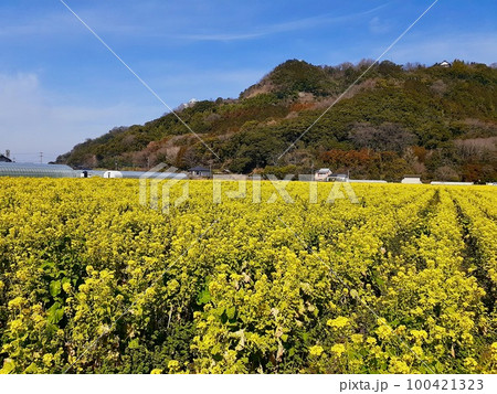 道の駅原鶴の菜の花畑 100421323
