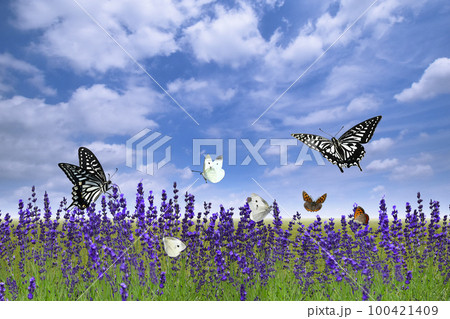 青空のラベンダー畑に蝶が舞う、初夏の風景 100421409