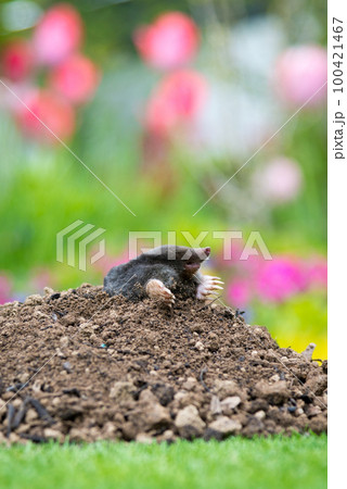Mole, Talpa europaea, making mole hill and damaging beautiful lawn and flower garden. Mole, Talpa europaea, making mole hill and damaging beautiful lawn and flower garden. 100421467