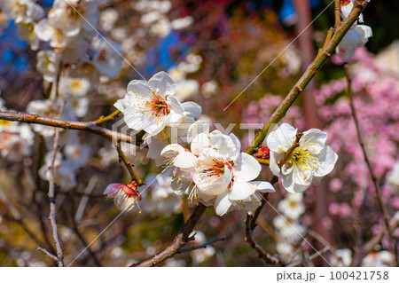 梅の花 梅の花 100421758