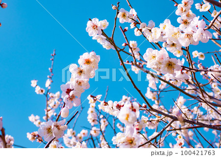 梅の花 100421763