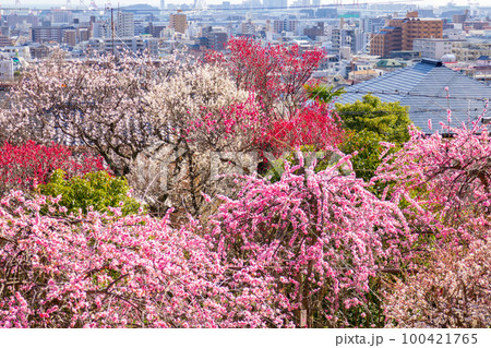 梅の花 100421765