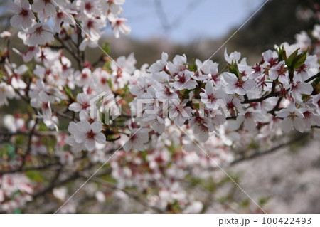さくら 100422493