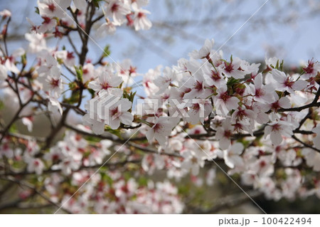 さくら 100422494
