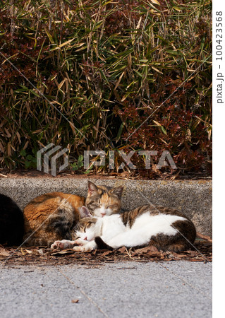 陽だまりの中の野良猫 100423568