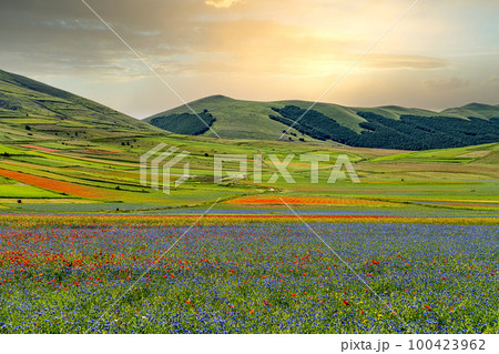 Lentil flowering with poppies and cornflowers in Castelluccio di Norcia, Italy 100423962