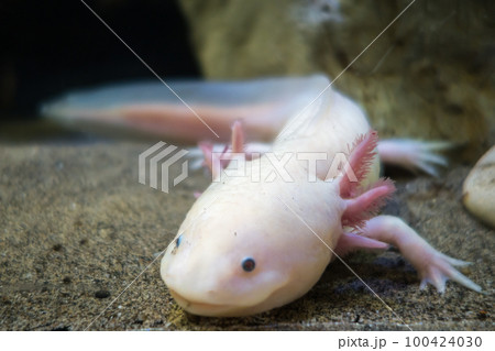 Axolotl on the sand Axolotl on the sand 100424030