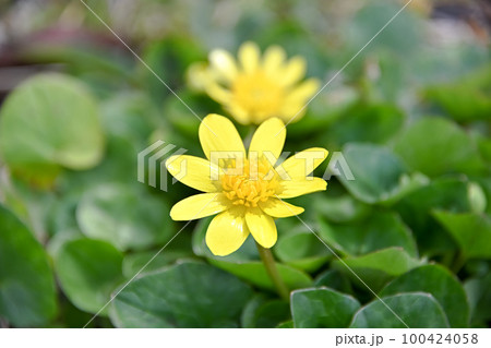 キクザキリュウキンカ 100424058