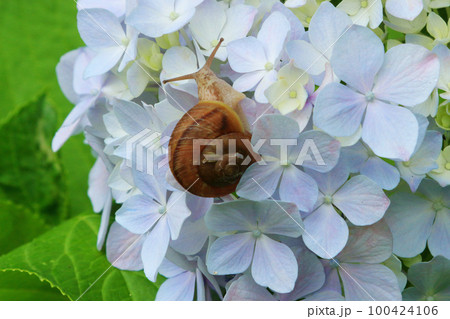 紫陽花 6月 紫陽花 6月 100424106