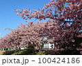 河原の土手に河津桜が満開である 100424186