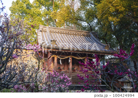 道明寺天満宮 元宮・土師社 本殿 道明寺天満宮 元宮・土師社 本殿 100424994