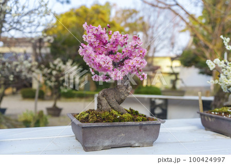 道明寺天満宮　盆梅展　立派な鉢植えの梅 100424997